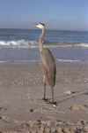 heron1.jpg (19434 �ֽ�)