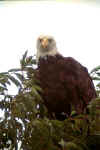eagle2.jpg (16571 �ֽ�)