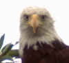 eagle3.jpg (16591 �ֽ�)