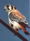 falcon.jpg (20742 ֽ)