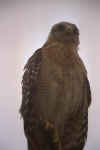hawk1.jpg (9968 �ֽ�)