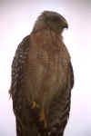 hawk2.jpg (11382 �ֽ�)