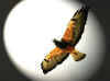 hawk5.jpg (15134 �ֽ�)