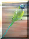 parrot10.jpg (488131 �ֽ�)
