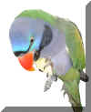 parrot11.jpg (153091 �ֽ�)