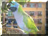 parrot12.jpg (447900 �ֽ�)