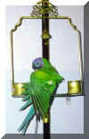 parrot1.jpg (23662 �ֽ�)