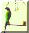 parrot3.jpg (11767 �ֽ�)