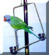 parrot5.jpg (12683 �ֽ�)