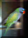 parrot8.jpg (218225 �ֽ�)