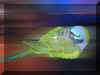 parrot9.jpg (482814 �ֽ�)