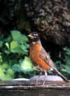 robin5.jpg (27505 �ֽ�)