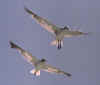 2gulls.jpg (53744 �ֽ�)