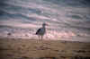beachgull.jpg (10409 �ֽ�)
