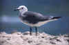 biggull.jpg (16952 �ֽ�)