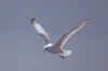 gull3.jpg (9907 �ֽ�)