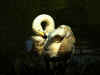 swan2.jpg (19136 �ֽ�)