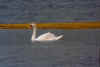 swan.jpg (13007 ֽ)