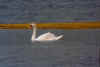 swan.jpg (13007 �ֽ�)